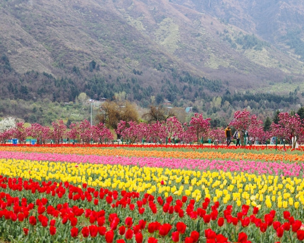 A Feast For The Eyes: Explore The Vibrant Tulip Garden Of Kashmir