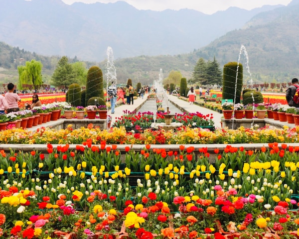 A Feast For The Eyes: Explore The Vibrant Tulip Garden Of Kashmir