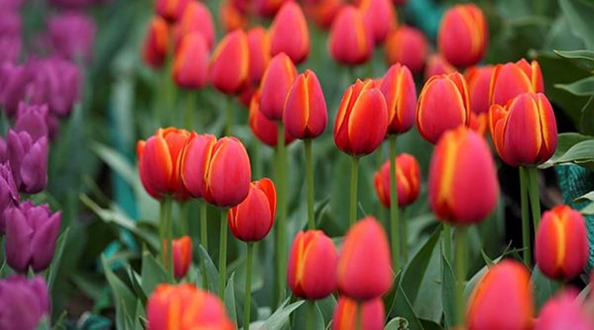 Srinagar’s tulip garden enthrals more than 1 lakh visitors within 10 days of opening