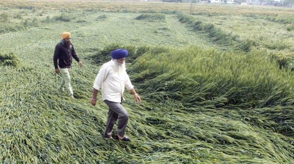 A farmer examines the damage caused to his wheat crop after heavy rain accompanied by a thunderstorm at Village Ramgarh near Dhkala road in Patiala on Saturday. (Express Photo by Harmeet Sodhi)