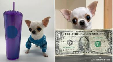 The world's smallest dog is tinier than a popsicle stick