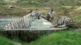 Delhi zoo, Delhi zoo animals, tiger cubs, tiger cubs debut, public viewing on a warm morning, Pool for animals, indian express, indian express news