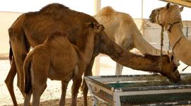 camel cloning