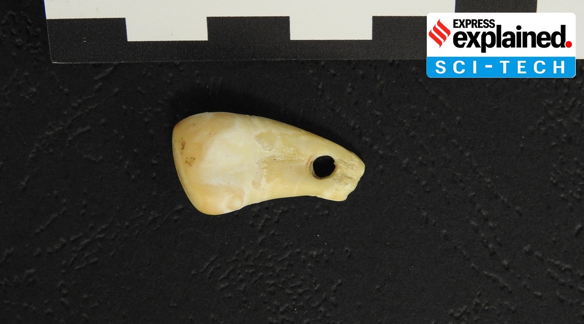 A top view of the pierced elk tooth discovered in the Denisova Cave in southern Siberia is seen in this undated handout picture. Scientists have recovered the DNA of a woman from the tooth, which was used as a pendant 19,000 to 25,000 years ago.