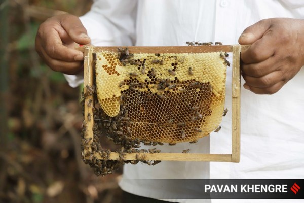 Depending on the season and the environment, it takes the bees nearly four weeks to make a honeycomb. (Express photo by Pavan Khengre)