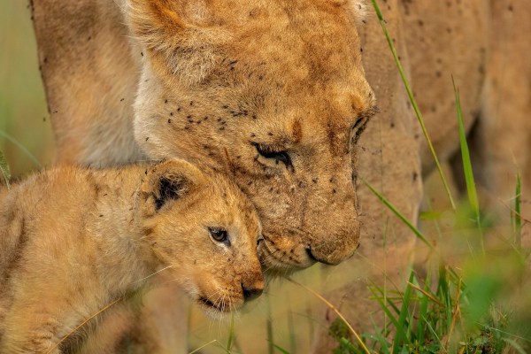 Capturing a tender moment between a lioness and her cub