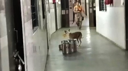Video shows dog picking roti meant for patients in hospital ward, triggers action