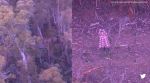 Australian woman survives five days in forest