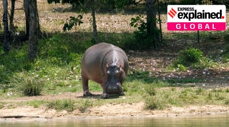 Decendents of Escobar's hippos.