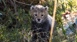 Cheetah cub dies