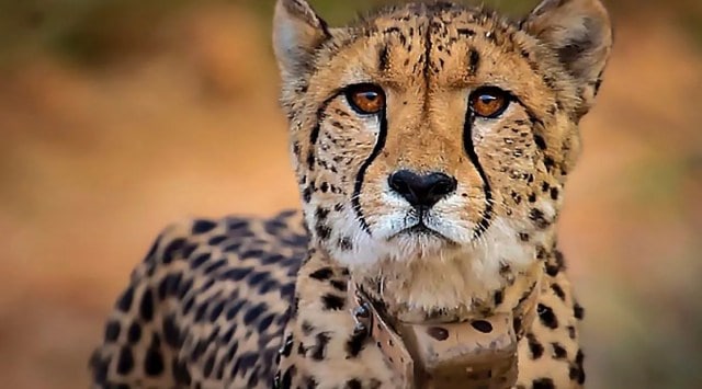 Cheetah death