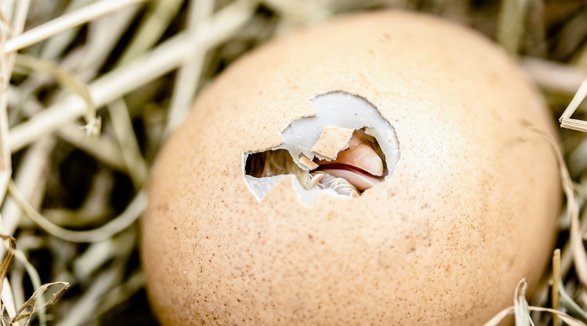 ‘Sniffing’ chicken eggs could help determine sex before hatching