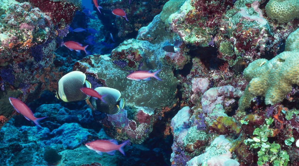 Researchers develop AI tool to monitor coral reef health from space ...
