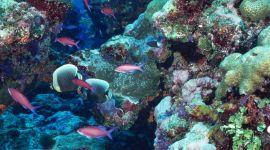 Fish in and around a coral reef