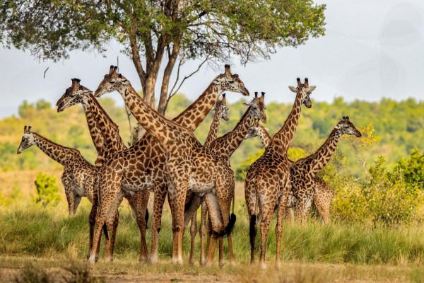 A herd of giraffes alert to the presence of a predator lurking nearby