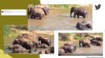 Elephants enjoy bath together