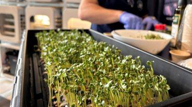 A team member from Interstellar Lab of Merritt Island, Florida, prepares Daikon Radish sprouts during NASA’s Deep Space Food Challenge