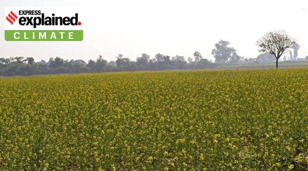 Genetically modified food