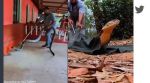 IFS officer shares video of King Cobra being rescued and released into forest