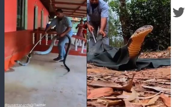 IFS officer shares video of King Cobra being rescued and released into ...