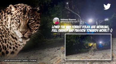 IFS officer shares video of a leopard being released into the wild