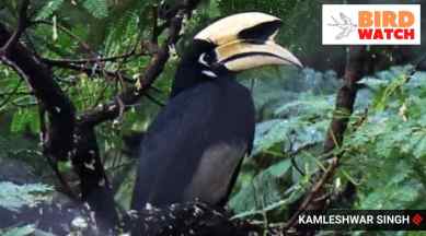 birdwatch chandigarh