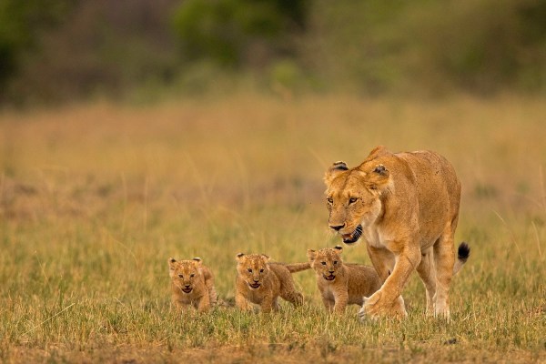 Three cubs following the footsteps of their mother