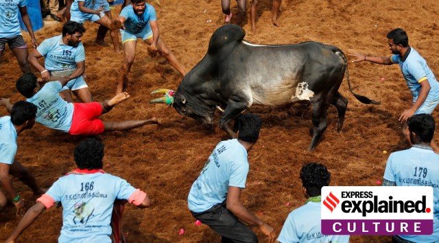 Jallikattu