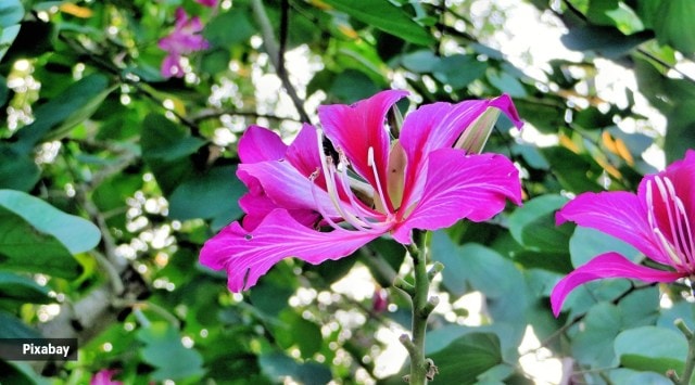 Kanchanara ayurveda health benefits