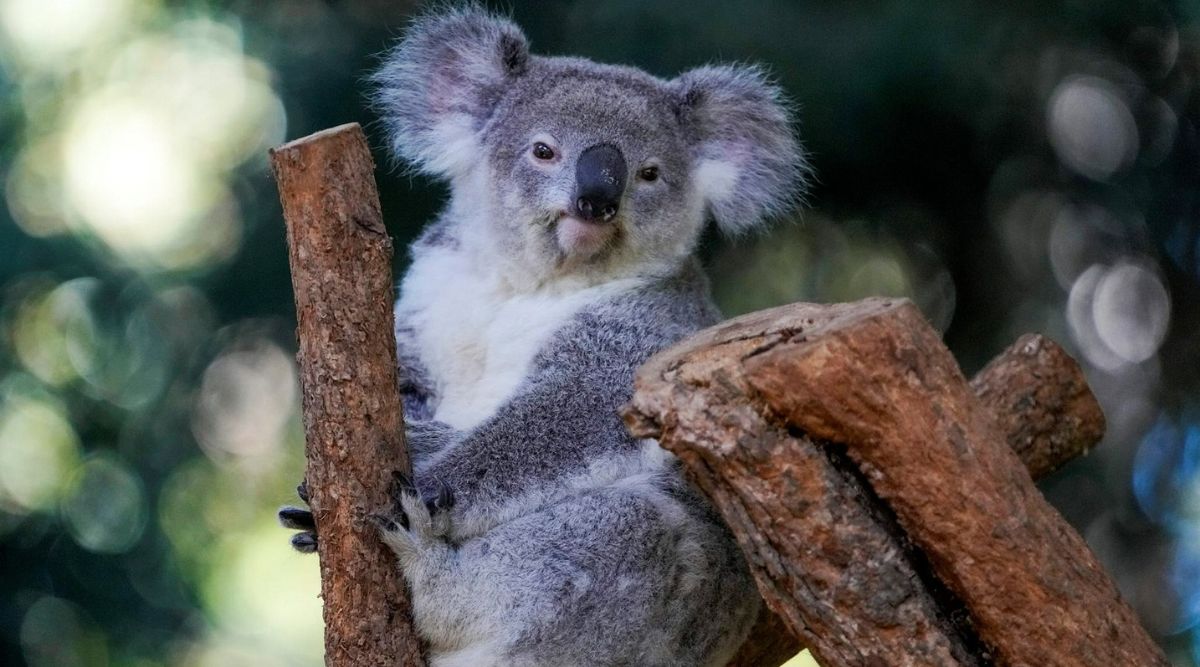 First wild koalas caught and vaccinated against chlamydia ...