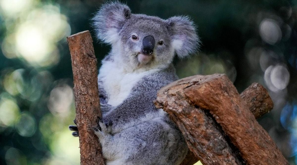 Picture of a koala perched on a tree.