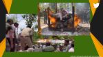 Last rites of white tigress