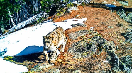 In remote J&K national park, camera traps snap elusive snow leopard, read out a success story