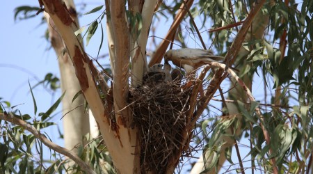 Leucistic female shikra feeds her chicks