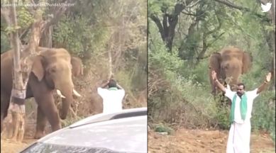 Man's antics infront of wild tusker