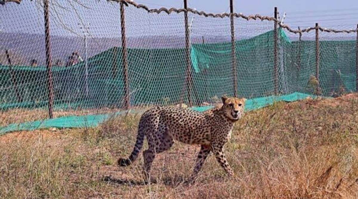 5 more cheetahs to be released into wild at Kuno before monsoon | India