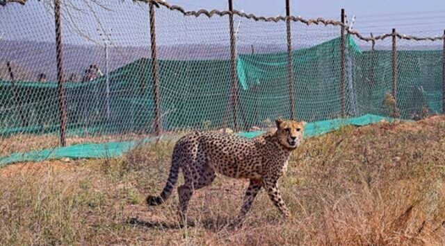 5 more cheetahs to be released into wild at Kuno National Park before monsoon