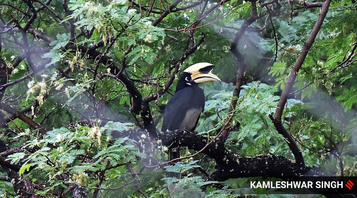 Oriental Pied Hornbill sitting on tree at forest area near Chandigarh Bird Park.