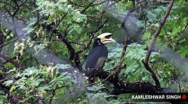 Oriental Pied Hornbill sitting on tree at forest area near Chandigarh Bird Park.