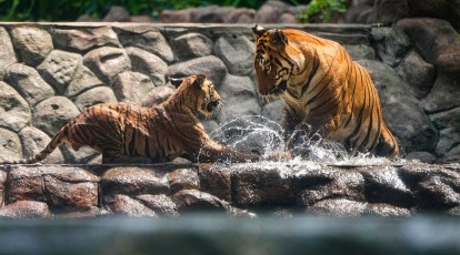 On The Menu: Bengal Tiger