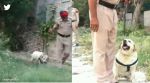 Police dog beats cancer
