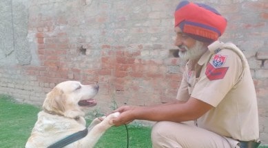 Simmi, narcotics dog