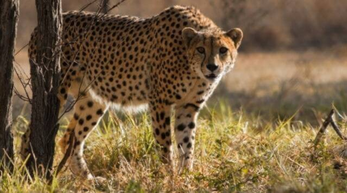 Cheetah death: Project blames mating violence, experts question ...