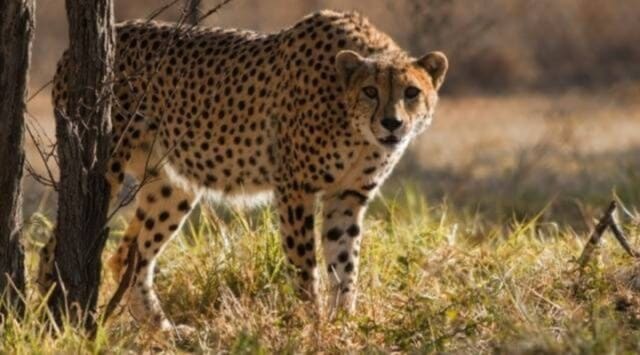 Cheetah death: Project blames mating violence, experts question move to force animals together