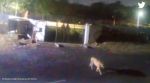 Tiger spotted in Army college