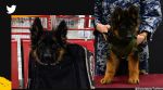Turkey gifts Mexico a German Shepherd puppy for sending sniffer dogs for quake rescue