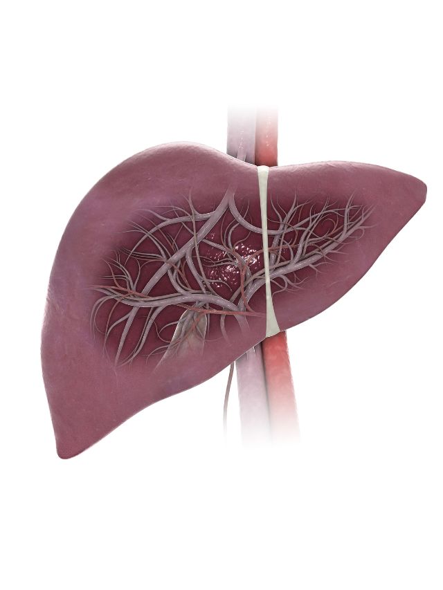What functions does the liver perform the indian express