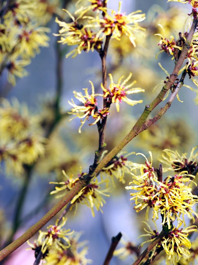 Benefits of witch hazel - Vimarsana News