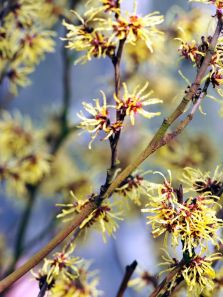 Benefits of witch hazel