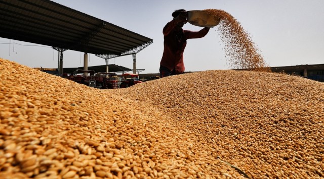 wheat, wheat crop, wheat production, wheat glut in Majha, Doaba mandis, wheat procurement crisis, indian express, indian express news